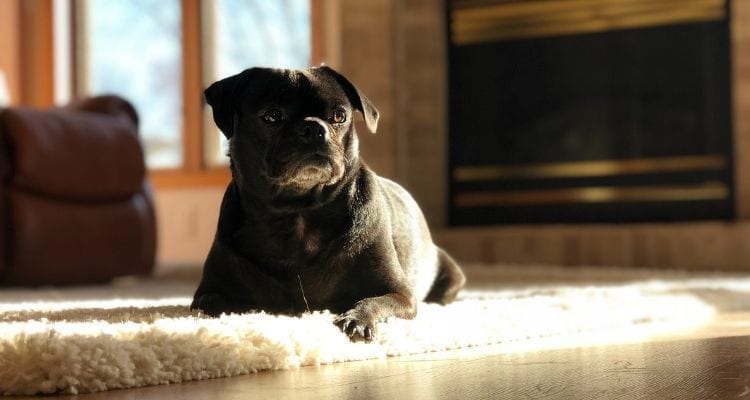 Dog on Carpet