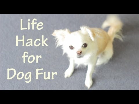 Dog Hair On The Carpet - Clean Up Life Hack Edmonds WA