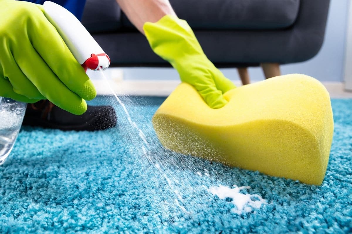 Steps to Remove Vomit Smell Carpet Bumble Bee Cleaning Services™
